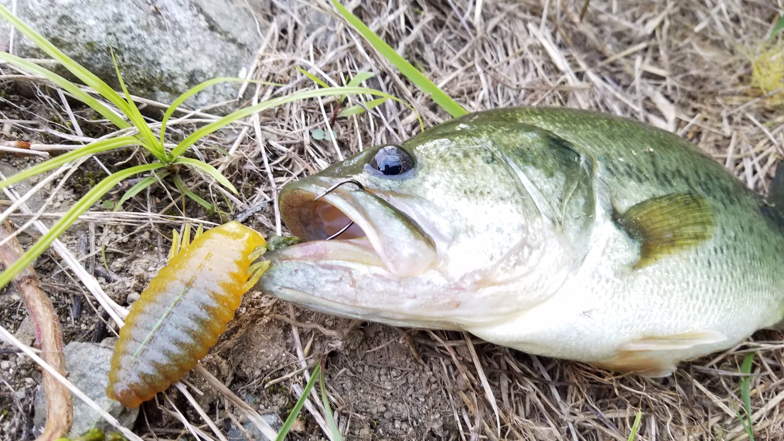 バス釣り 埼玉県権現堂川へ偵察へ ピクピクつかってみたい トンボクエスト