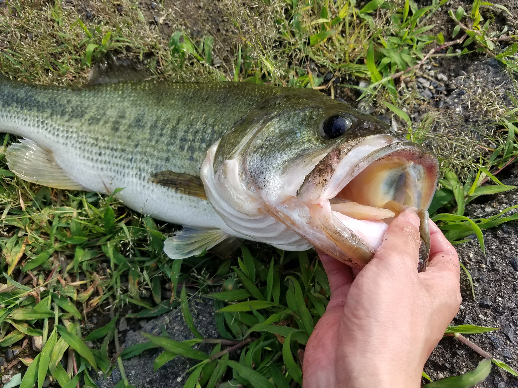 バス釣り 埼玉県権現堂川へ偵察へ ピクピクつかってみたい トンボクエスト