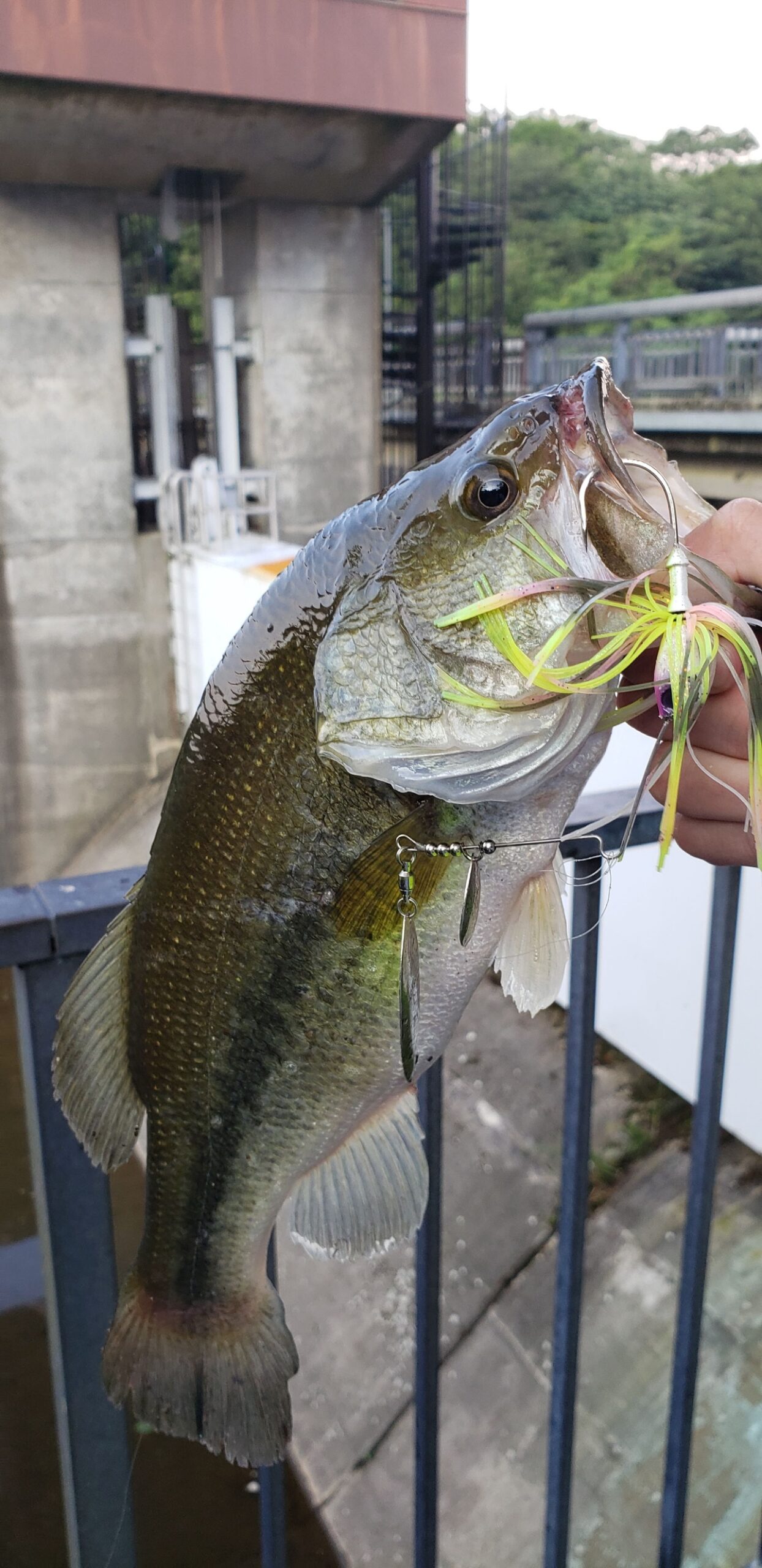 バス釣り 埼玉県権現堂川へ偵察へ ピクピクつかってみたい トンボクエスト