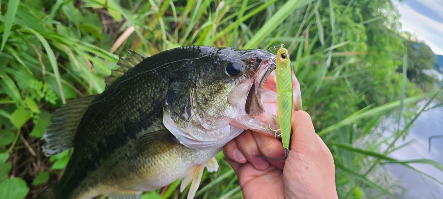 バス釣り 河口湖 I Waver74 Sssで見えバス連発 権現堂より河口湖だわ トンボクエスト